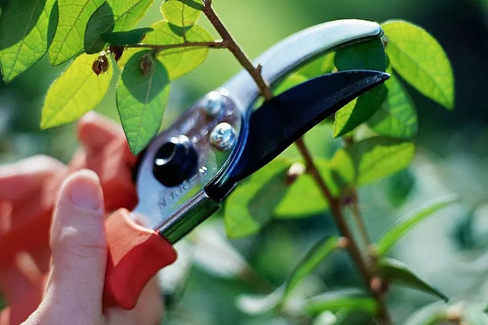 Professional lawn mowing service with custom design in Elk Grove, CA by Sacramento Yard Doctor