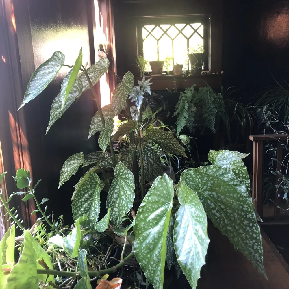 Affordable lawn care service in Olympia, WA by Sacred Root Gardening