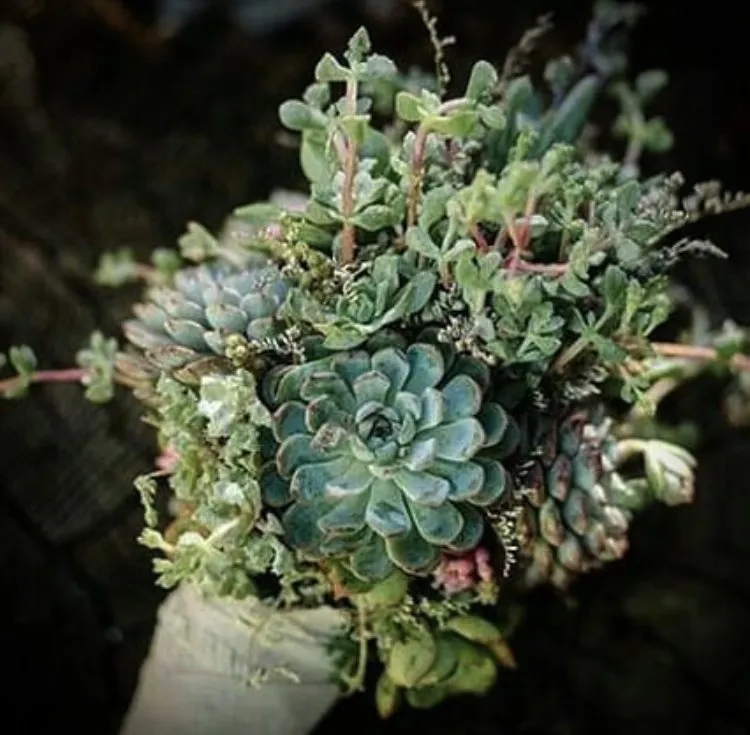 Top-rated residential landscaping with custom design in Olympia, WA by Sacred Root Gardening