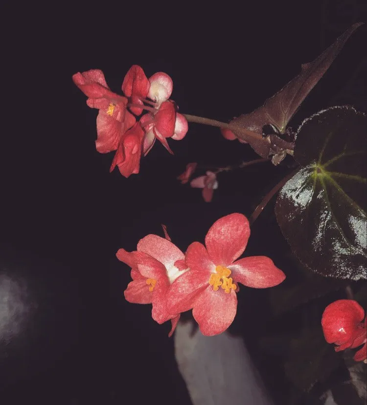 Professional outdoor landscaping experts serving Olympia, WA - Sacred Root Gardening