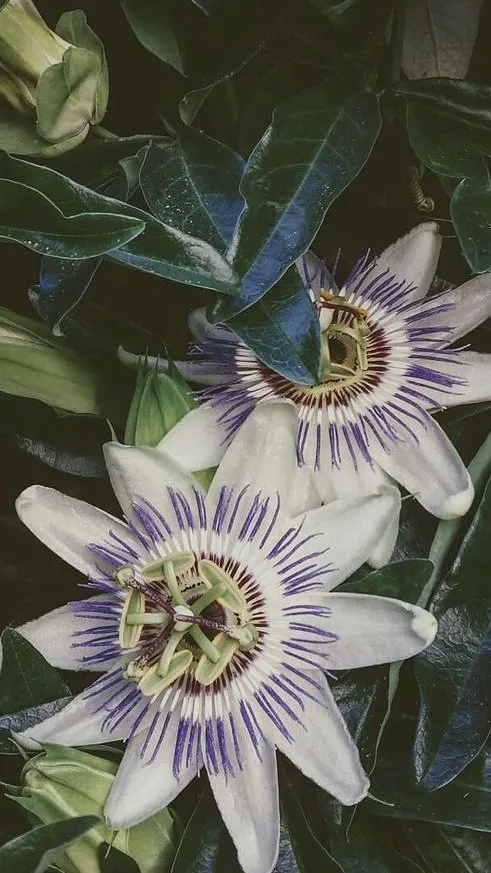 Professional yard maintenance in Olympia, WA by Sacred Root Gardening