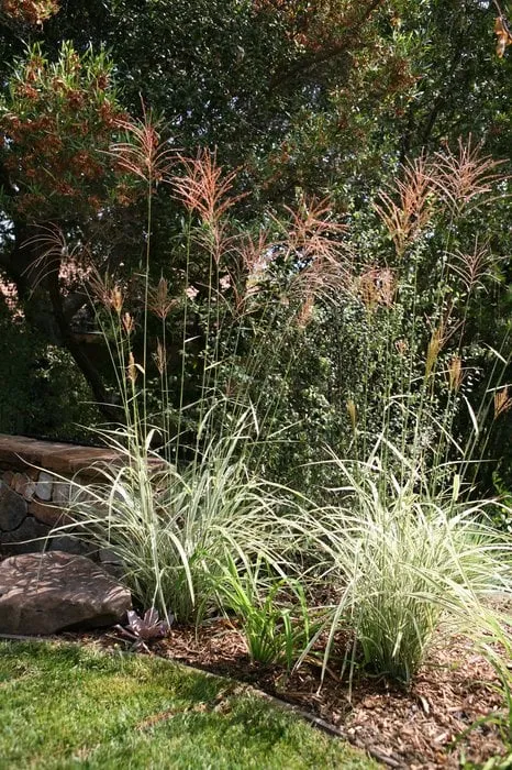 Top-rated outdoor landscaping in Tujunga, CA - Sacred Space Garden Design Inc.