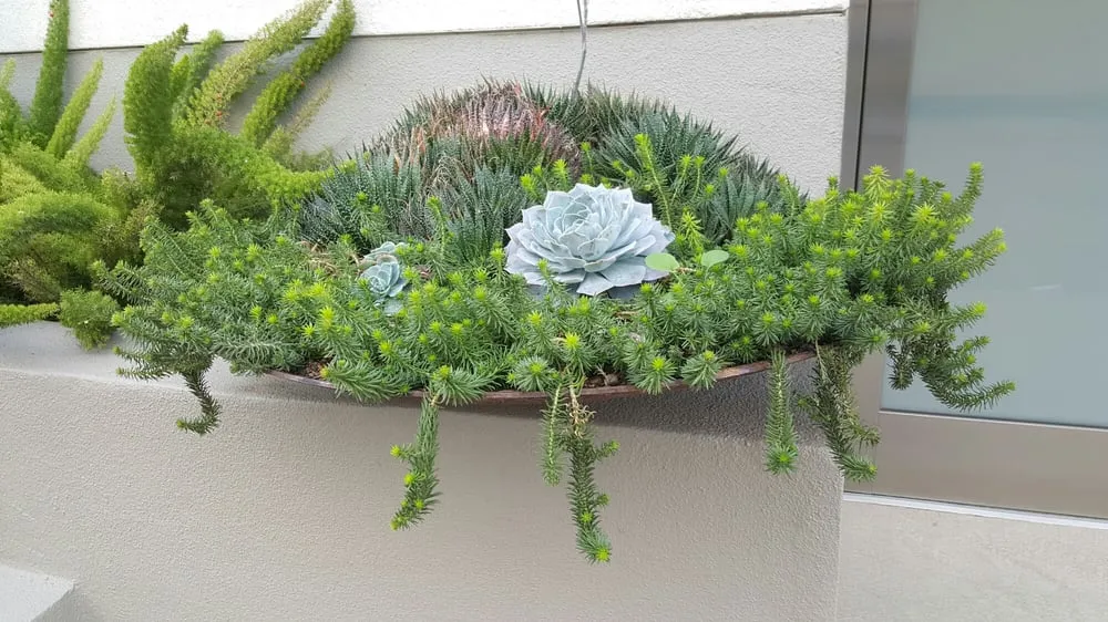 Reliable lawn care service experts serving Tujunga, CA - Sacred Space Garden Design Inc.