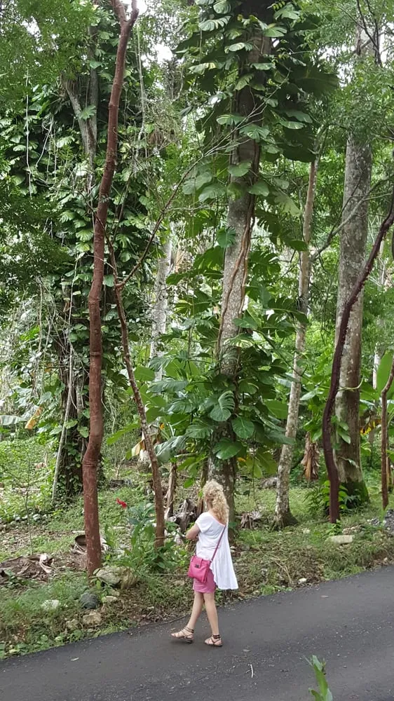 Affordable residential landscaping for year-round maintenance across Tujunga, CA - Sacred Space Garden Design Inc.