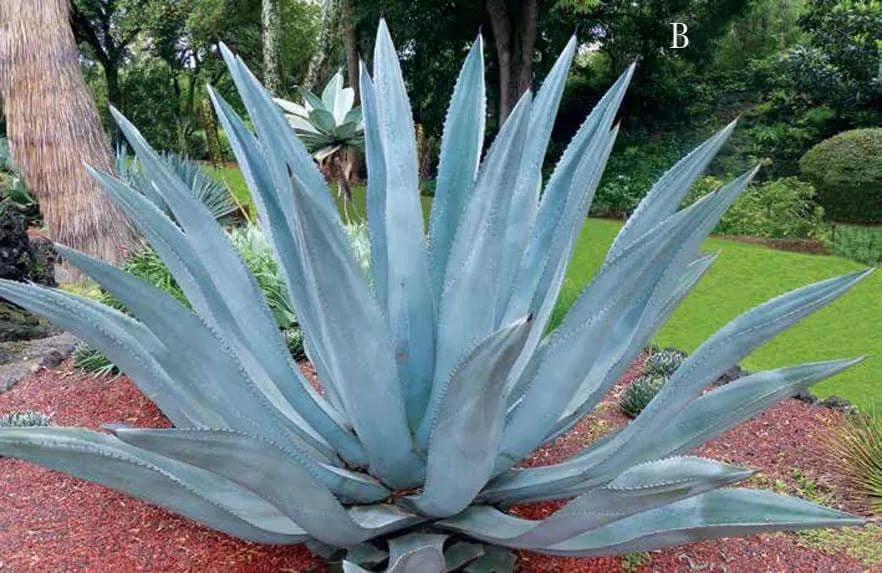 Reliable outdoor landscaping for beautiful yards in Tujunga, CA by Sacred Space Garden Design Inc.