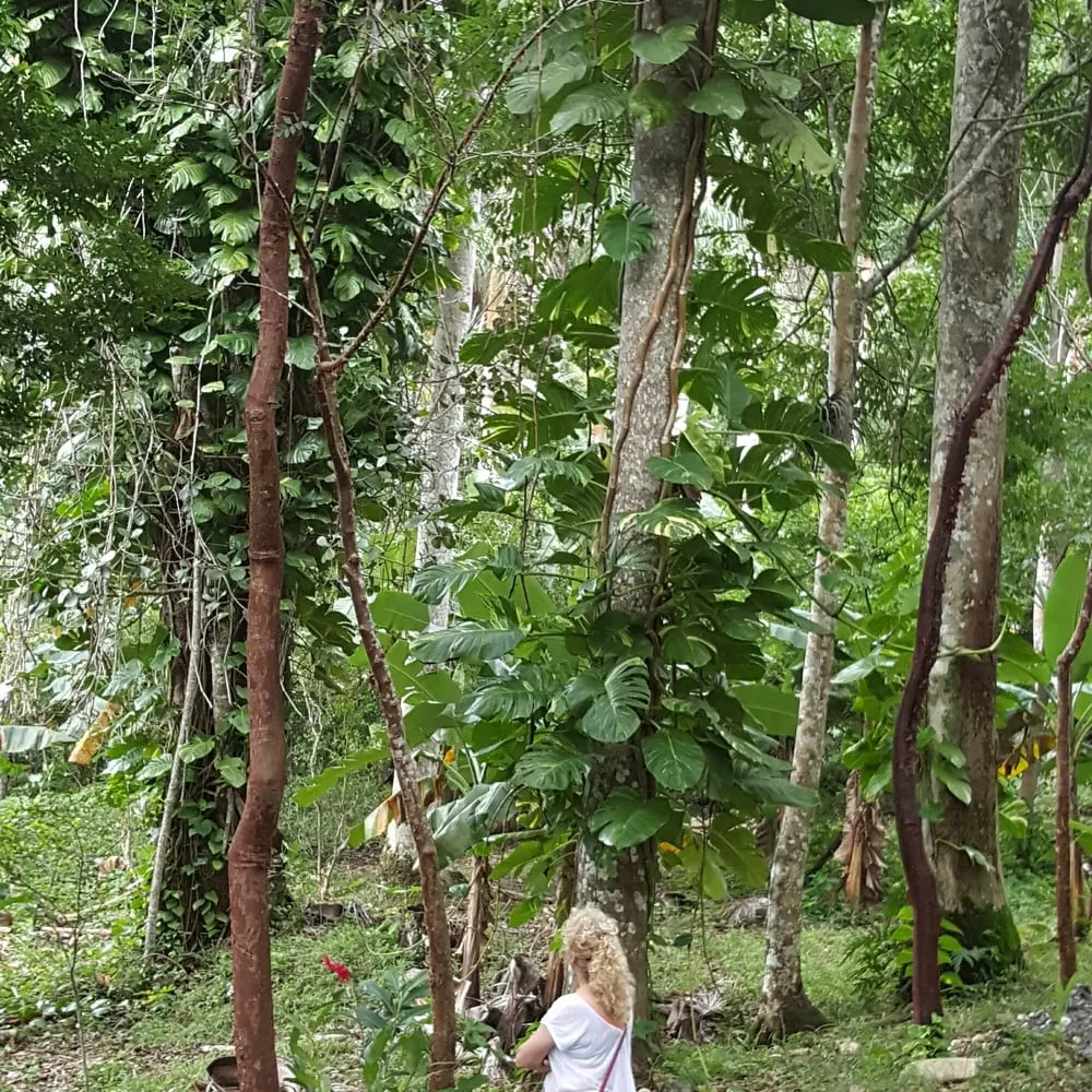 Affordable landscape installation in Tujunga, CA by Sacred Space Garden Design Inc.