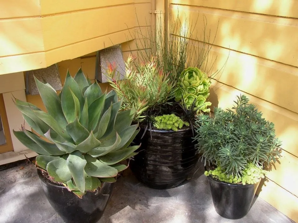 Affordable yard maintenance for homes across San Francisco, CA - Sacred Space Gardens