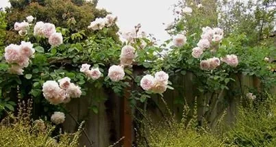 Reliable garden landscaping for homes in San Francisco, CA by Sacred Space Gardens