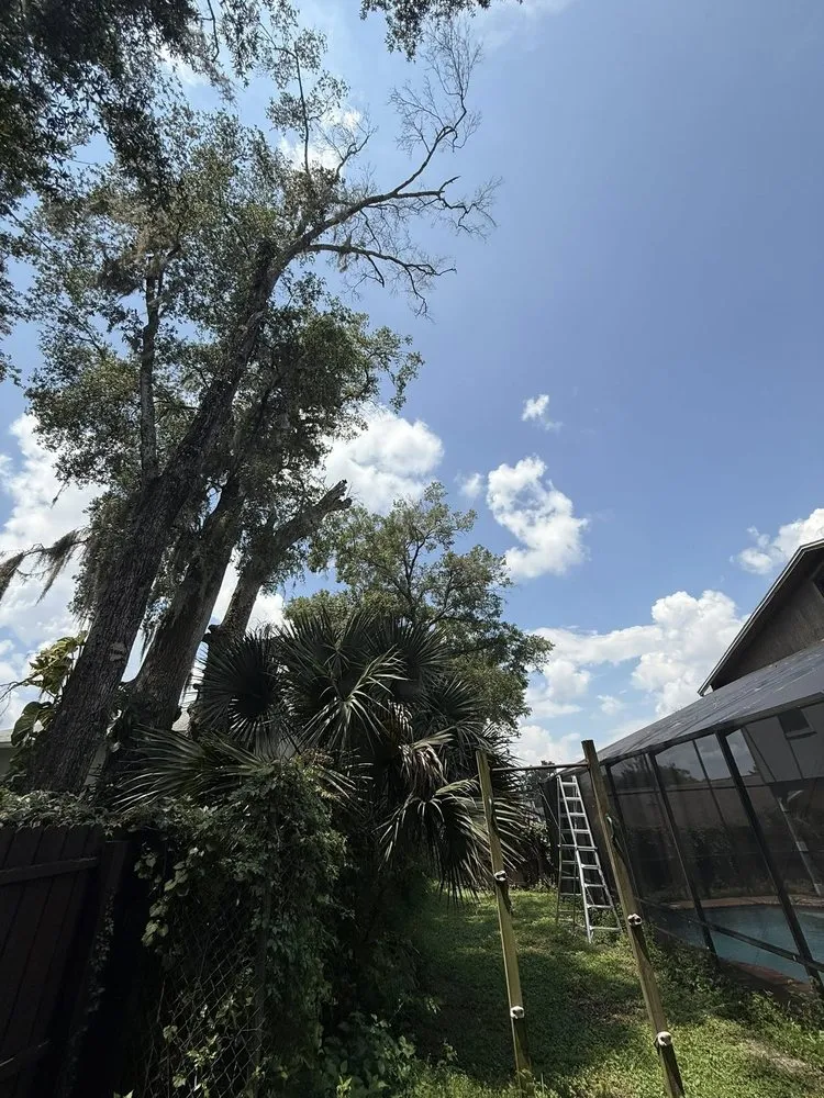 Top-rated yard cleanup service experts serving Orlando, FL - Sacred Tree Service