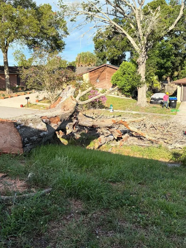 Local yard cleanup service in Orlando, FL - Sacred Tree Service