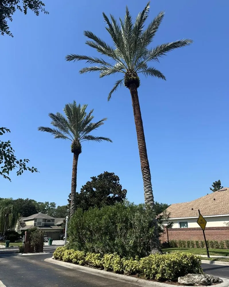 Expert yard cleanup service in Orlando, FL by Sacred Tree Service