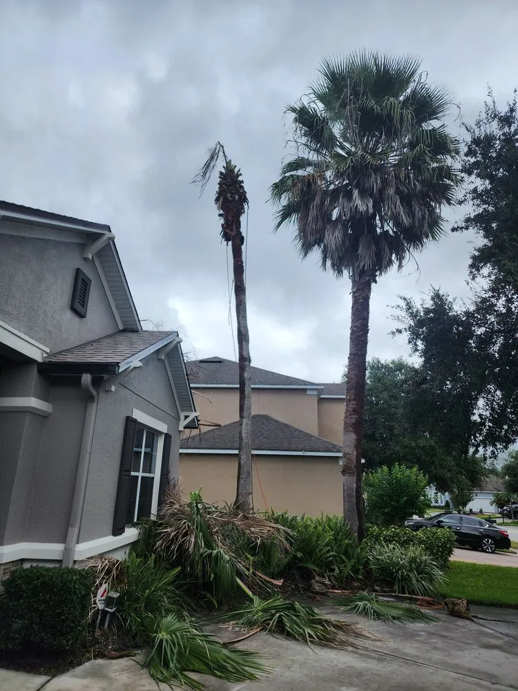 Reliable yard cleanup service in Orlando, FL by Sacred Tree Service