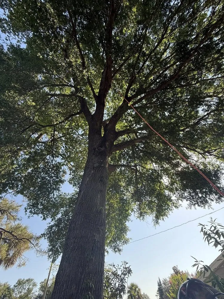 Reliable yard cleanup service for outdoor upgrades in Orlando, FL by Sacred Tree Service