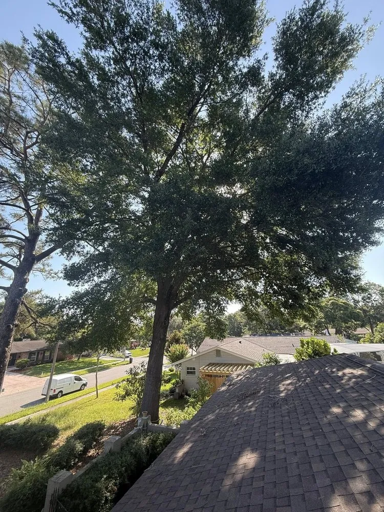 Local landscaping services in Orlando, FL by Sacred Tree Service