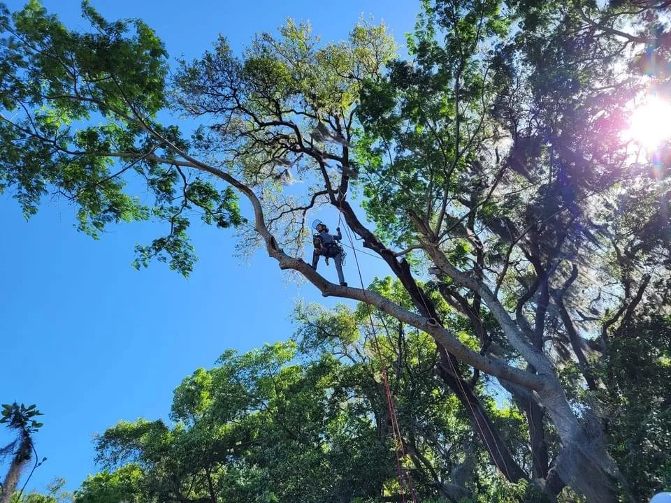 Top-rated outdoor landscaping in Orlando, FL - Sacred Tree Service