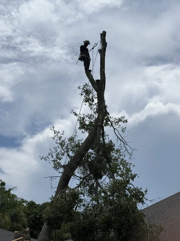 Top-rated outdoor landscaping in Orlando, FL - Sacred Tree Service