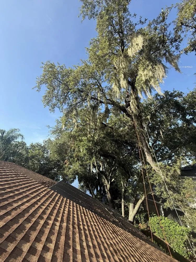 Top-rated lawn mowing service for beautiful yards across Orlando, FL - Sacred Tree Service