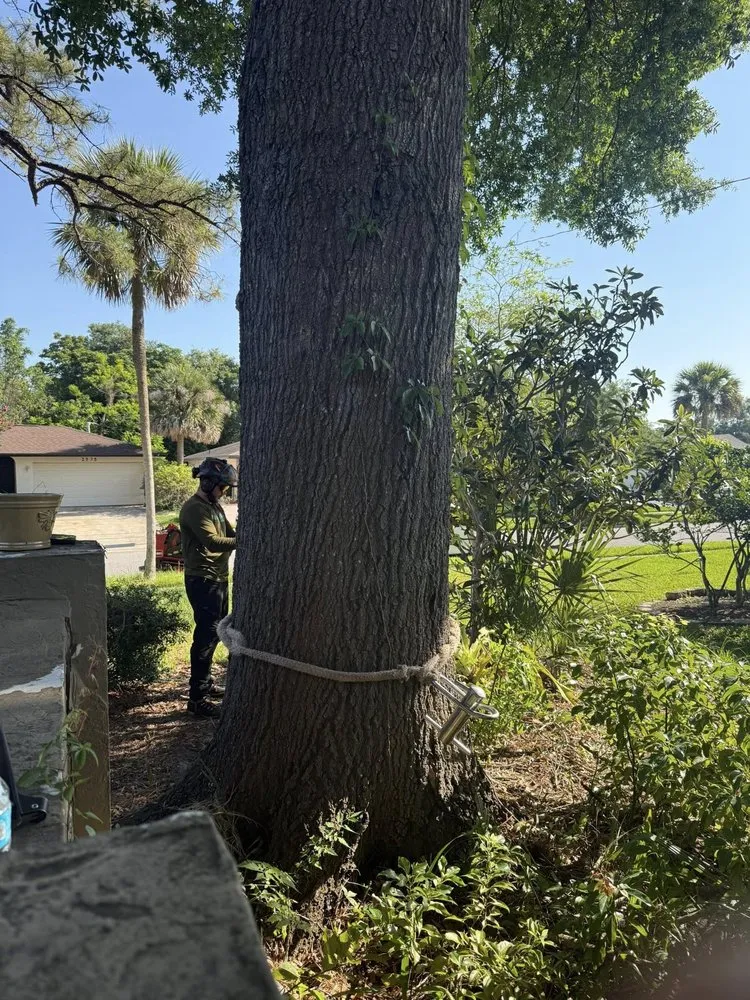 Trusted landscaping services in Orlando, FL by Sacred Tree Service