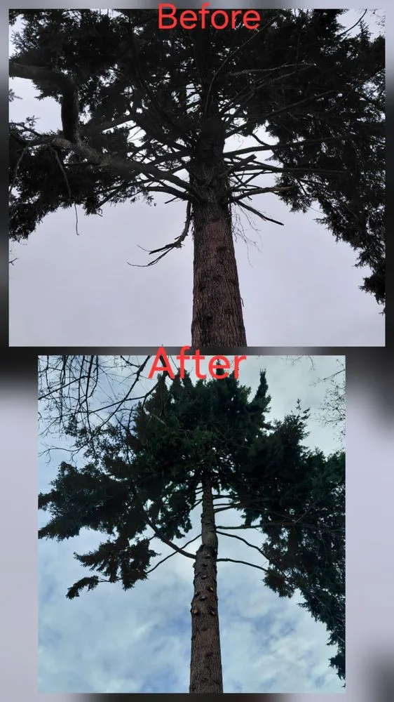 Expert outdoor landscaping for residential properties across lakewood, WA - Saen Tree Removal Services