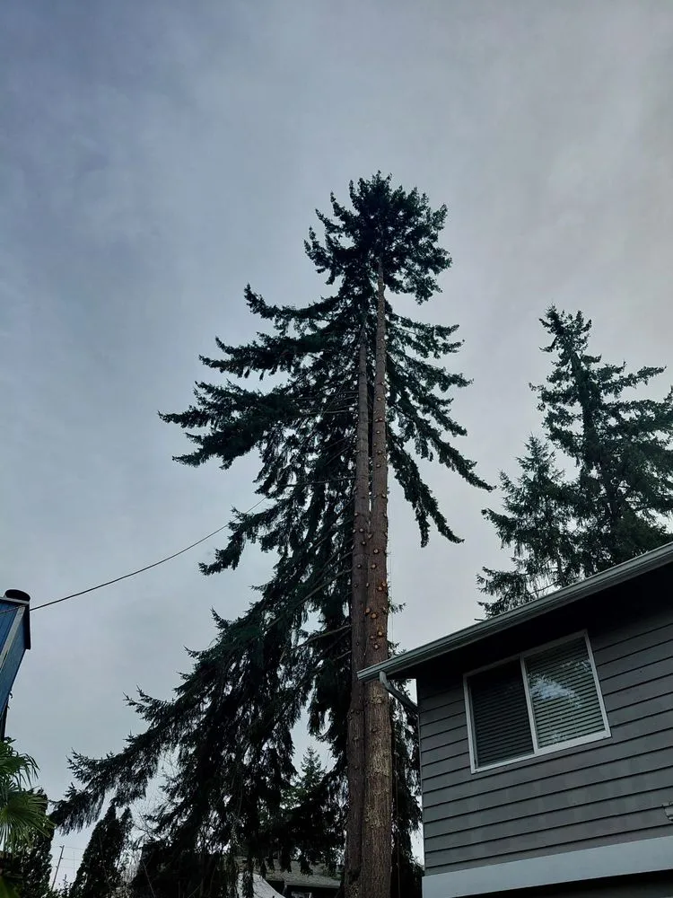 Reliable yard maintenance for year-round maintenance across lakewood, WA - Saen Tree Removal Services