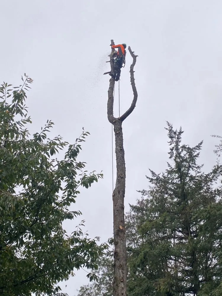 Expert yard cleanup service experts serving lakewood, WA - Saen Tree Removal Services