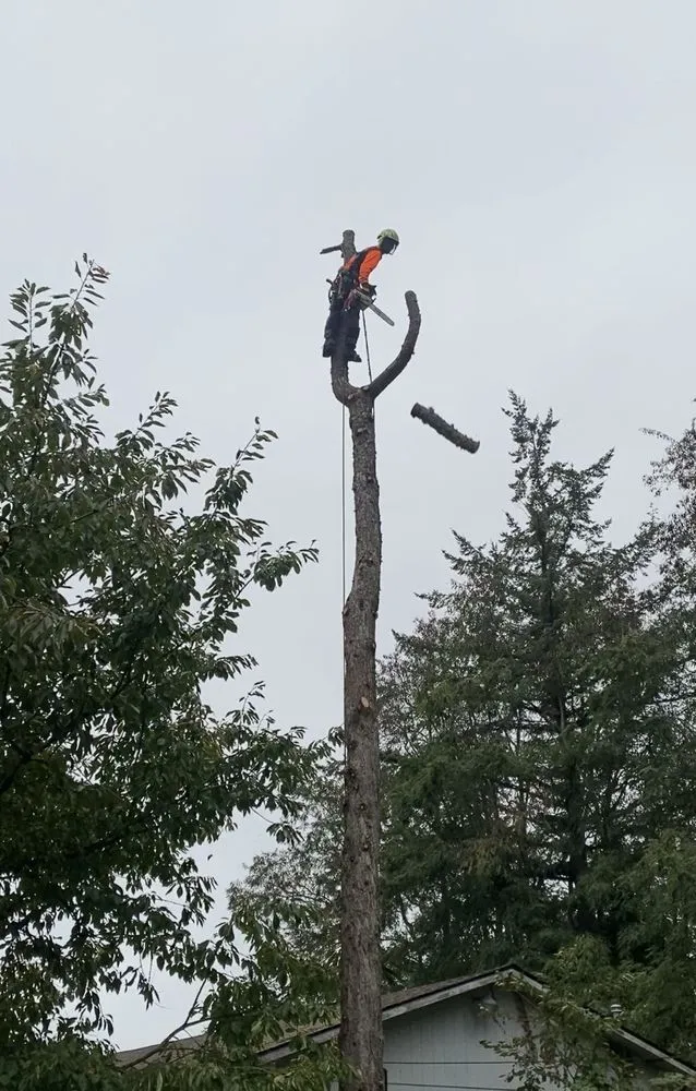 Expert yard cleanup service in lakewood, WA by Saen Tree Removal Services