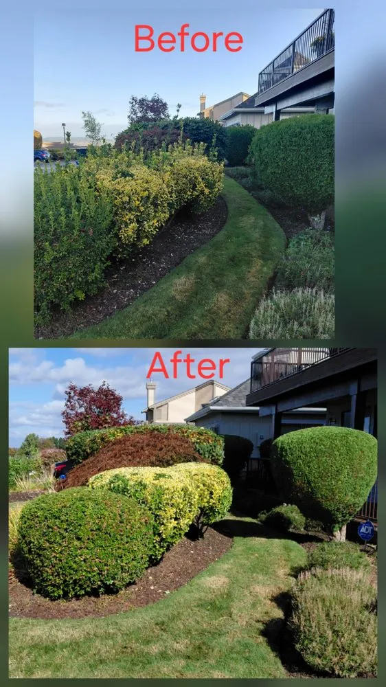Professional yard maintenance experts serving lakewood, WA - Saen Tree Removal Services