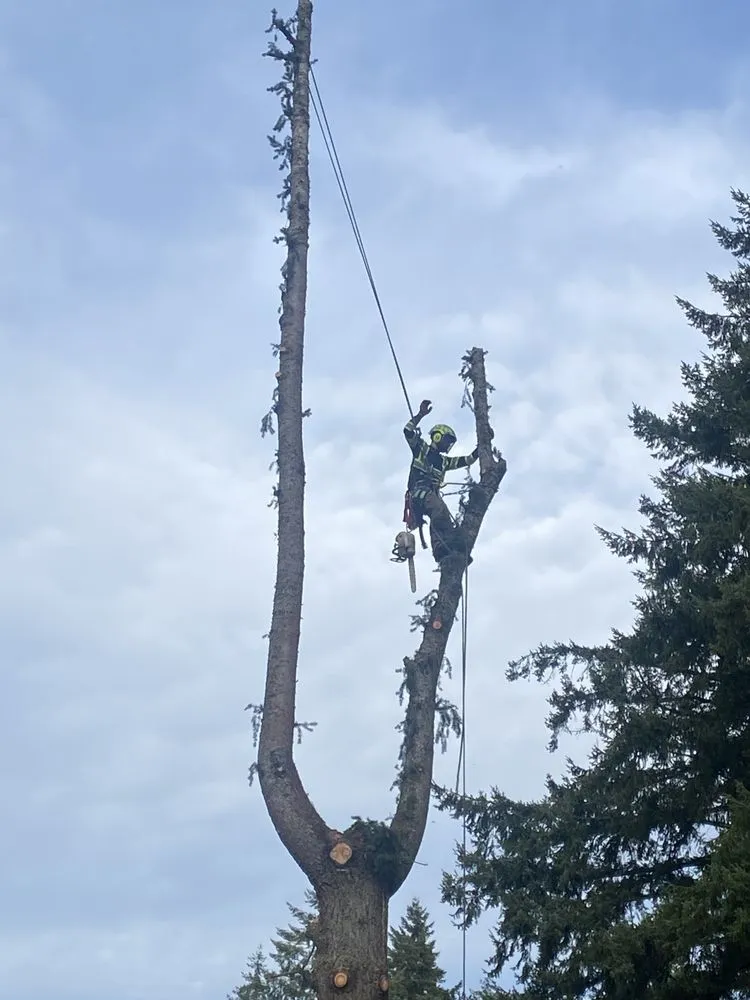 Expert landscape installation in lakewood, WA by Saen Tree Removal Services