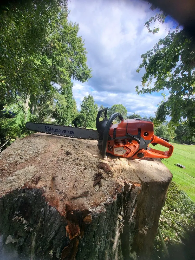 Affordable lawn mowing service in lakewood, WA - Saen Tree Removal Services