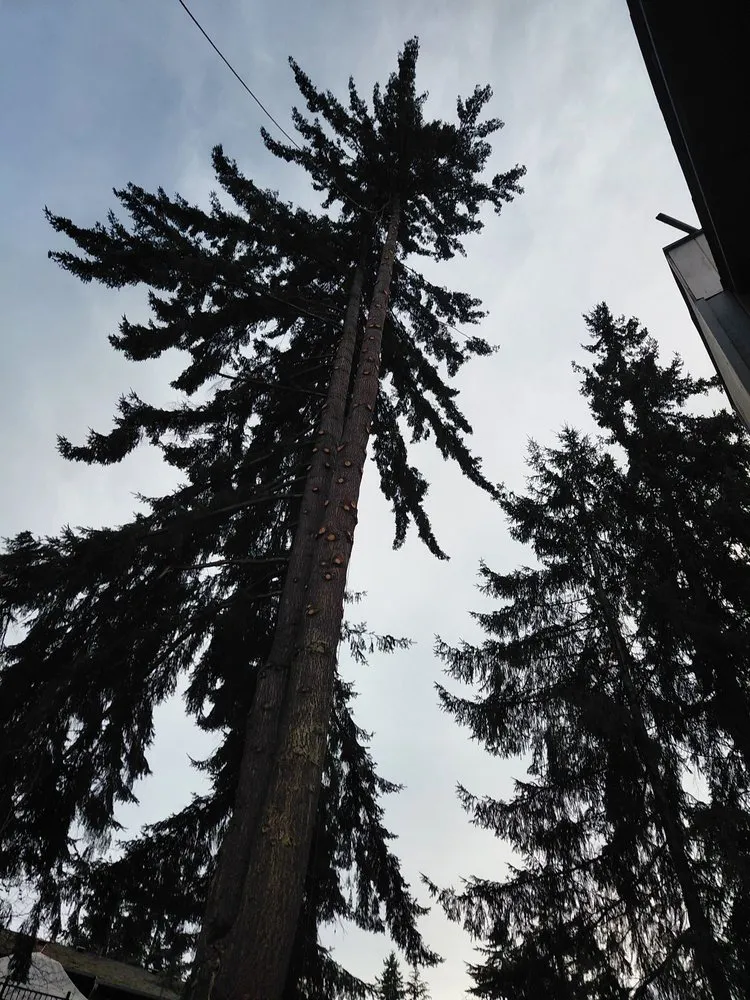 Professional outdoor landscaping experts serving lakewood, WA - Saen Tree Removal Services