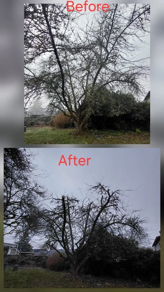 Custom landscaping services experts serving lakewood, WA - Saen Tree Removal Services