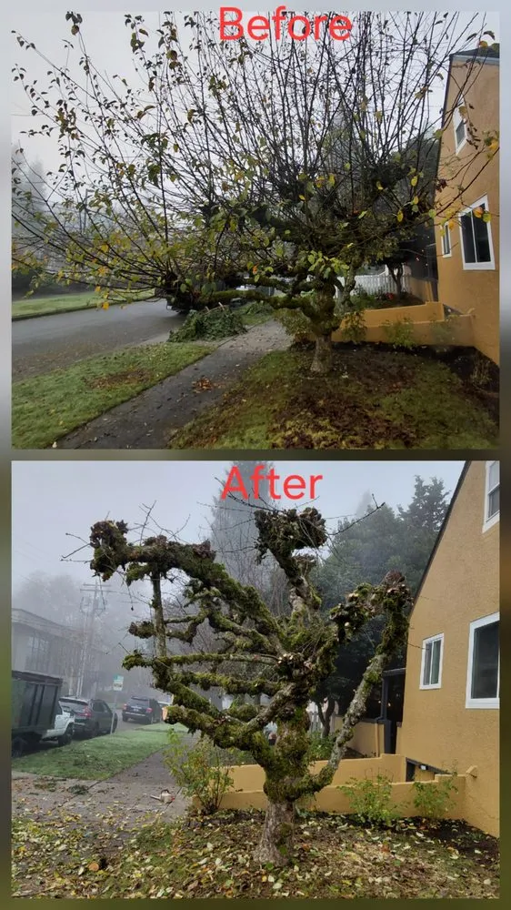 Professional landscaping services in lakewood, WA by Saen Tree Removal Services