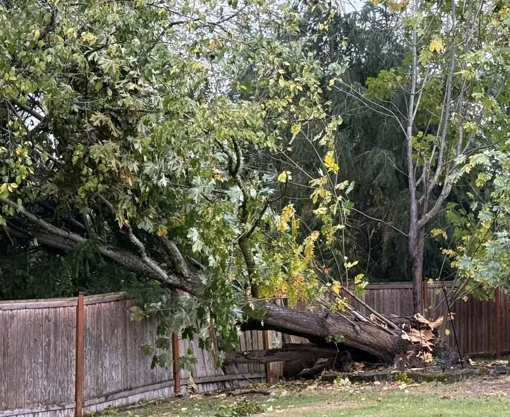 Custom lawn mowing service in lakewood, WA - Saen Tree Removal Services