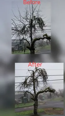 Saen Tree Removal Services