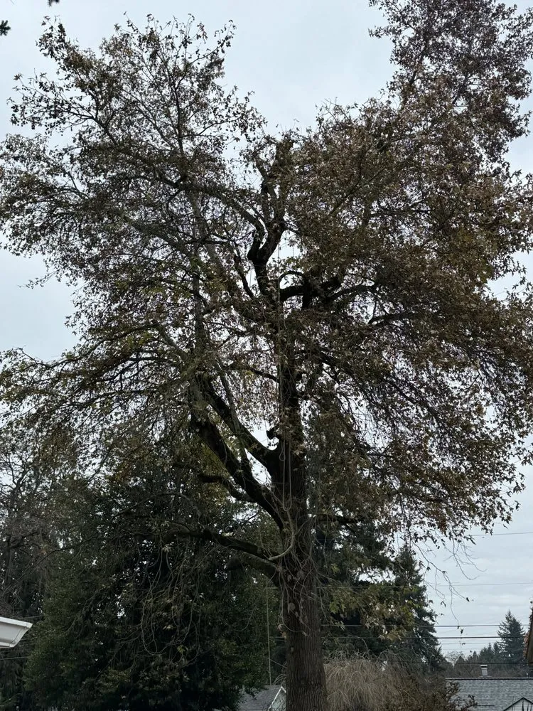 Professional yard maintenance in Vancouver, WA - Saenz Yard Service