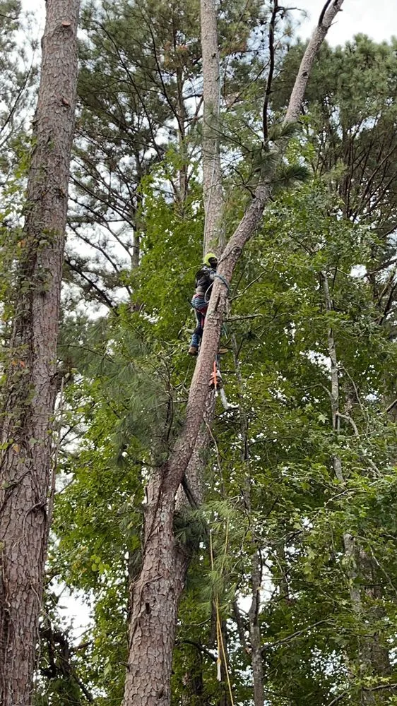 Professional outdoor landscaping in Decatur, GA - Saez Lawn Maintenance