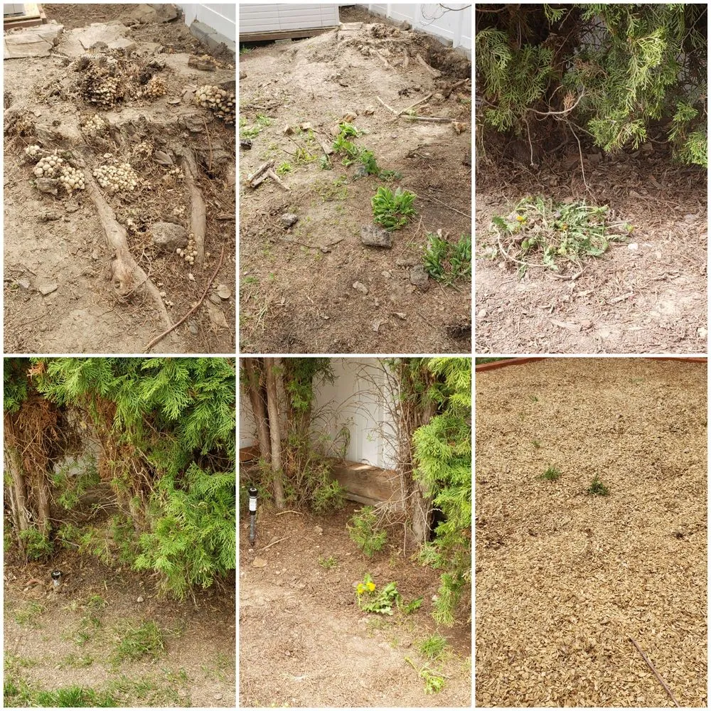 Trusted lawn mowing service in Boise, ID - Safari Lawn Care