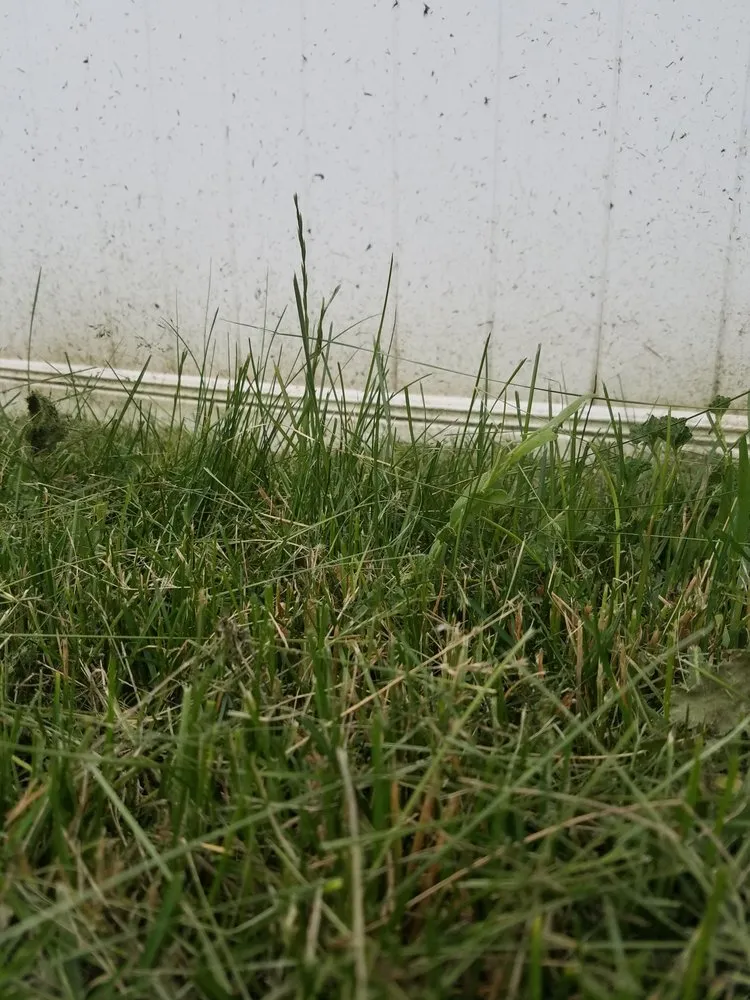 Affordable residential landscaping near you across Boise, ID - Safari Lawn Care