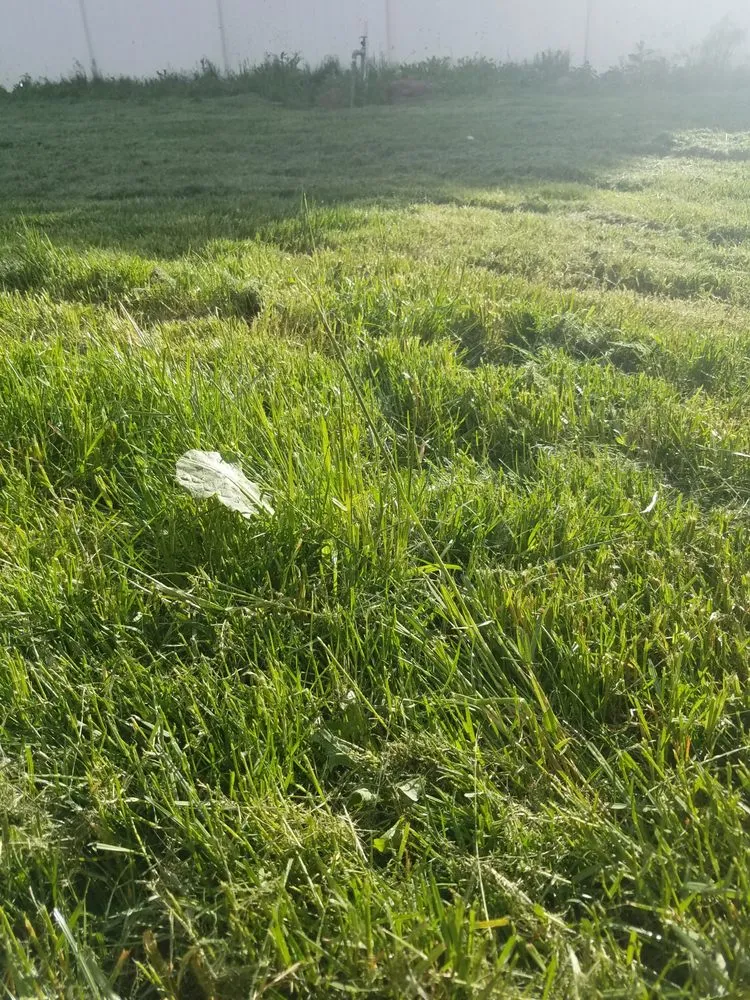 Local landscape installation in Boise, ID - Safari Lawn Care