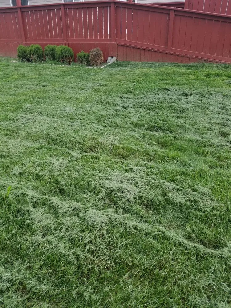 Professional yard cleanup service for residential properties in Boise, ID by Safari Lawn Care