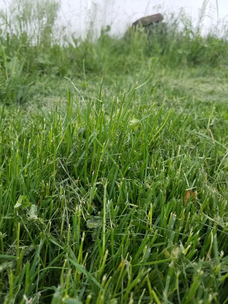 Trusted outdoor landscaping for beautiful yards across Boise, ID - Safari Lawn Care