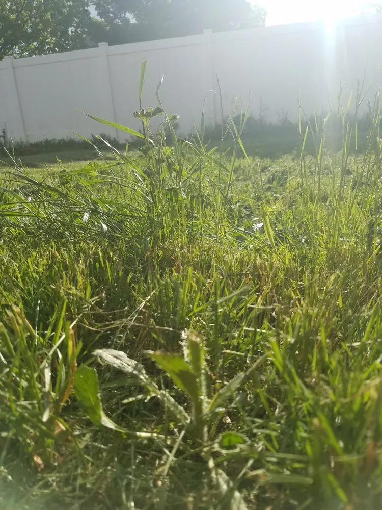 Reliable lawn mowing service in Boise, ID by Safari Lawn Care