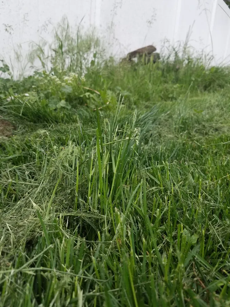 Custom outdoor landscaping in Boise, ID - Safari Lawn Care