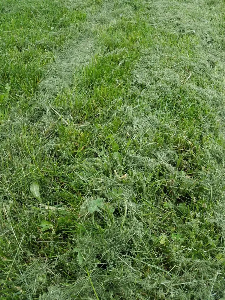 Expert outdoor landscaping experts serving Boise, ID - Safari Lawn Care