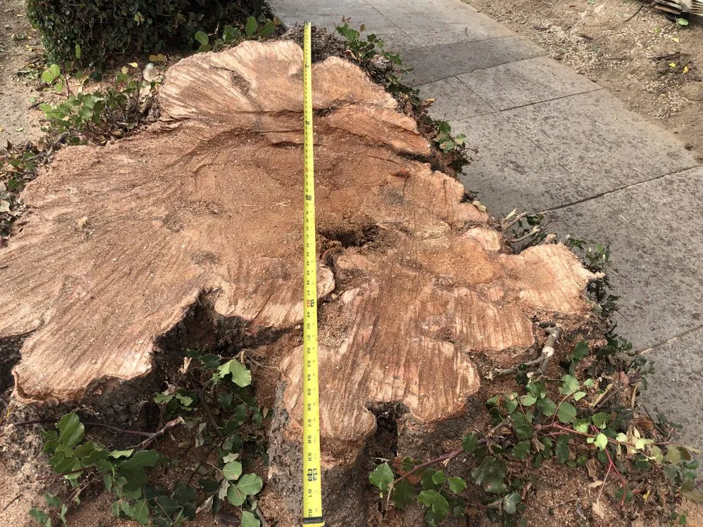 Professional landscape design for beautiful yards in Gilroy, CA by Safe & Care Tree Service