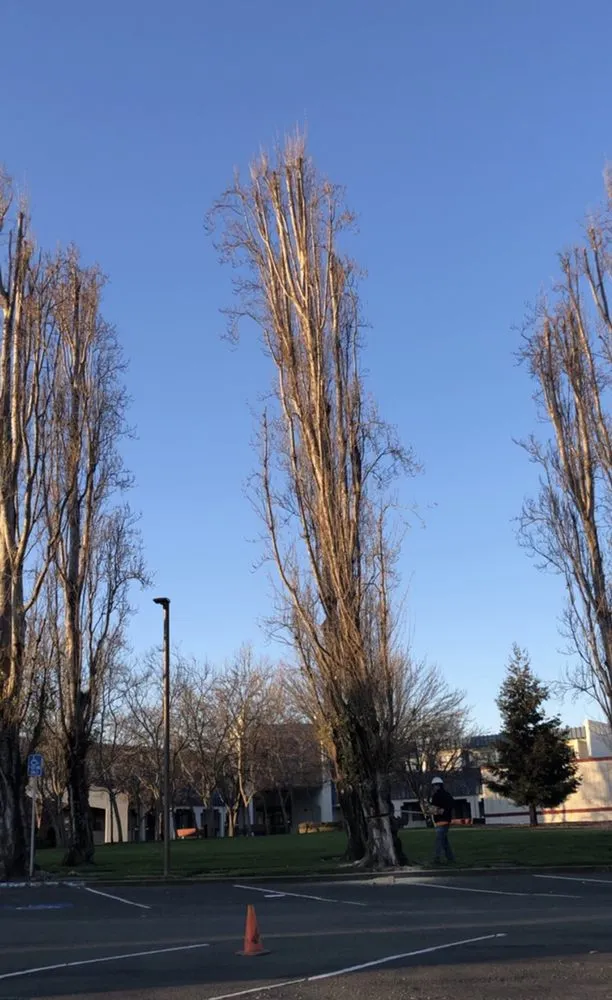 Expert yard cleanup service in Gilroy, CA - Safe & Care Tree Service