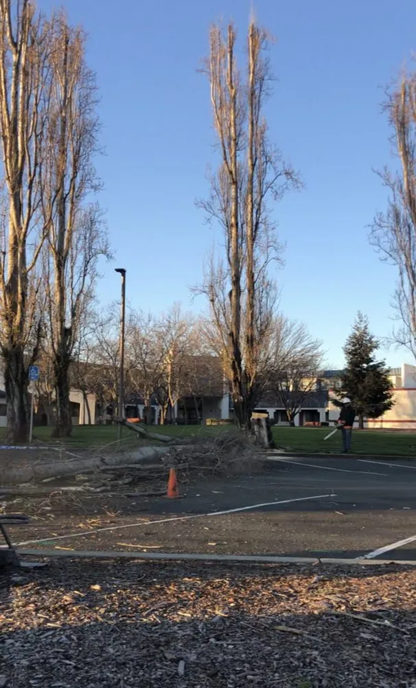 Expert landscape design in Gilroy, CA by Safe & Care Tree Service