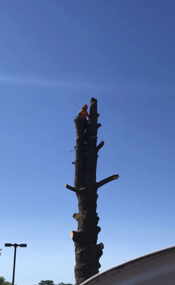 Custom yard cleanup service in Gilroy, CA - Safe & Care Tree Service