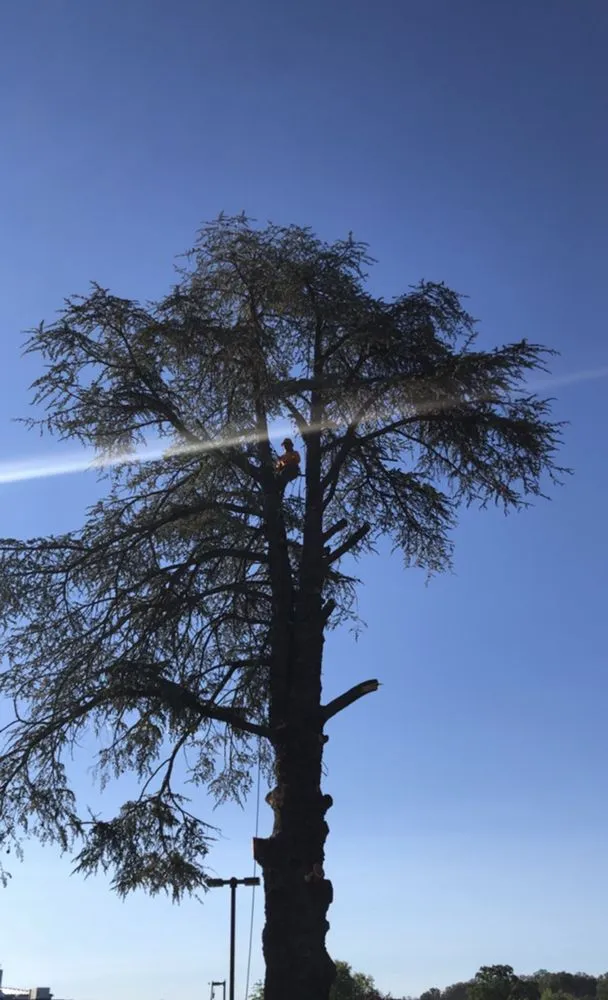 Reliable landscape installation in Gilroy, CA by Safe & Care Tree Service