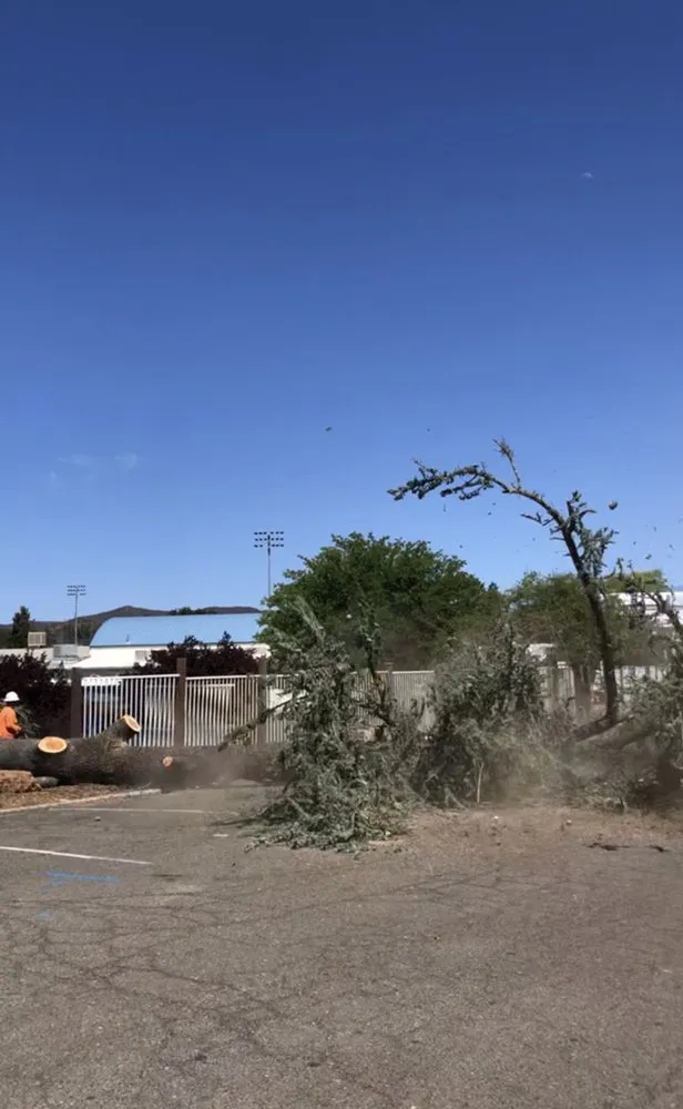 Reliable garden landscaping for beautiful yards in Gilroy, CA by Safe & Care Tree Service